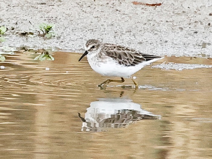 Least Sandpiper - John Lewis