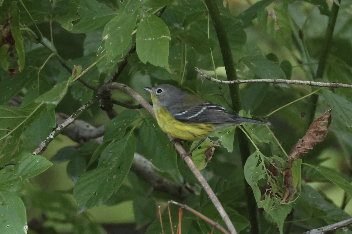 Magnolia Warbler - Michael McCloy