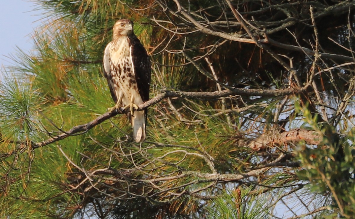 Red-tailed Hawk (borealis) - ML486003161