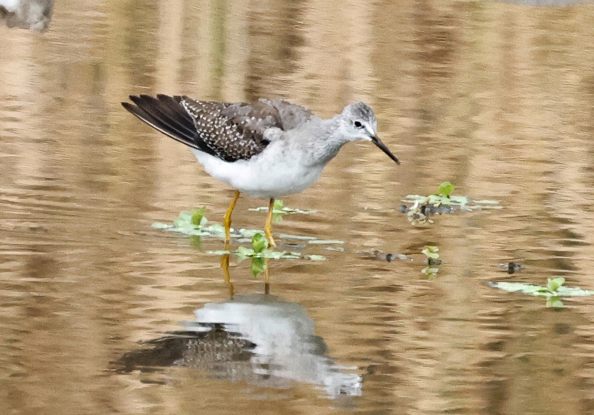 Lesser Yellowlegs - ML486003341