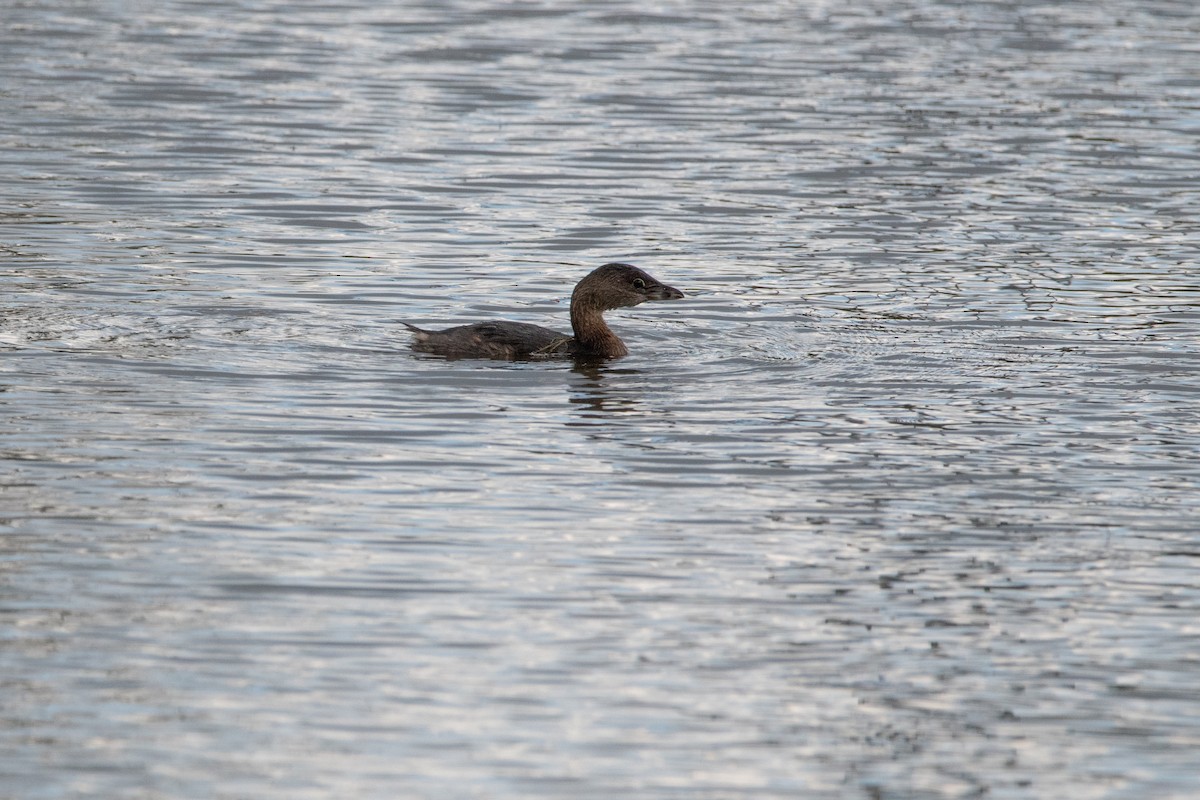 Pied-billed Grebe - ML486003391