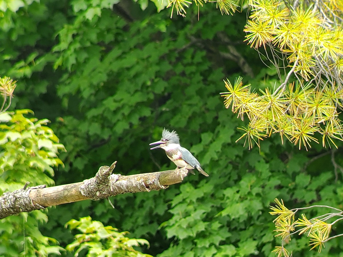 Belted Kingfisher - Gregory Miller 🦆 (no playback)