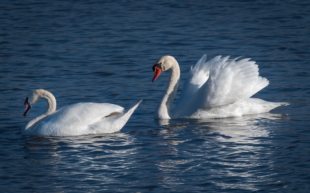 Mute Swan - Candace Pastore