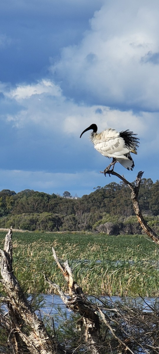 ibis australský - ML486006271