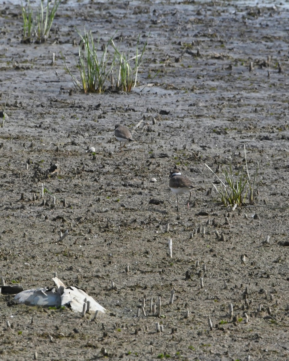 Semipalmated Plover - ML486006741