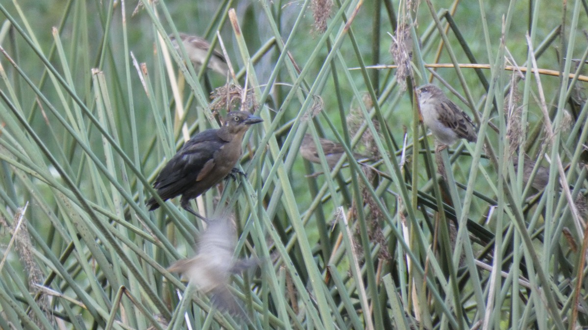 Great-tailed Grackle - ML486007011