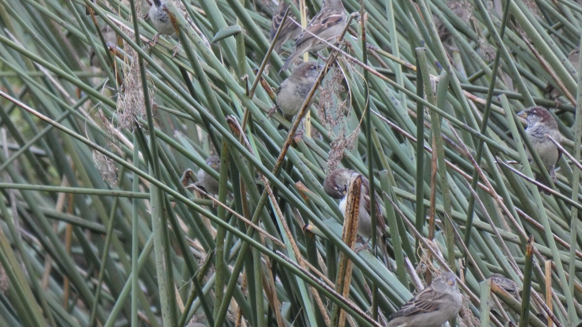 House Sparrow - ML486007251