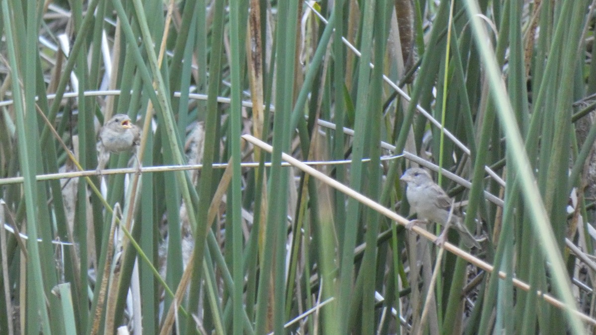 House Sparrow - ML486007261