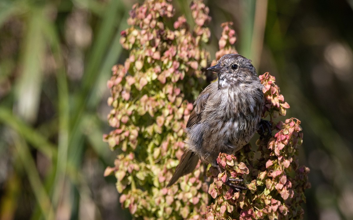 Song Sparrow (sanaka/maxima) - Atlee Hargis