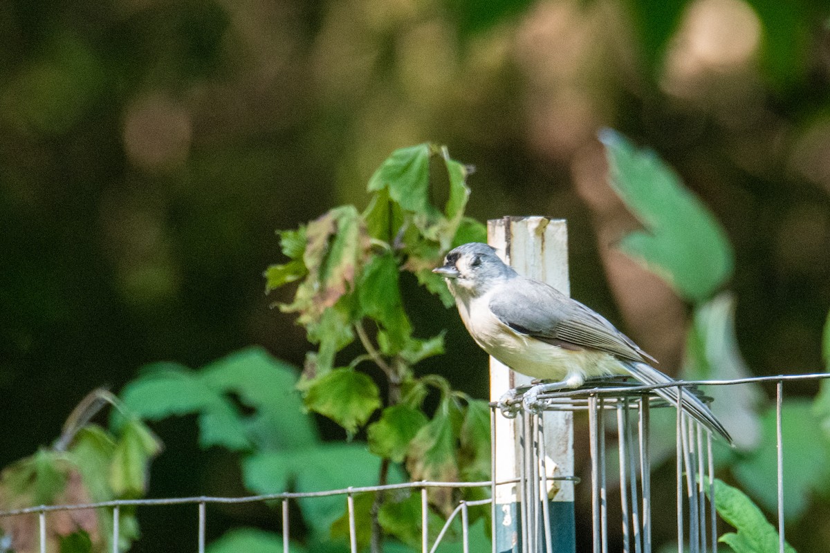 Tufted Titmouse - ML486008331