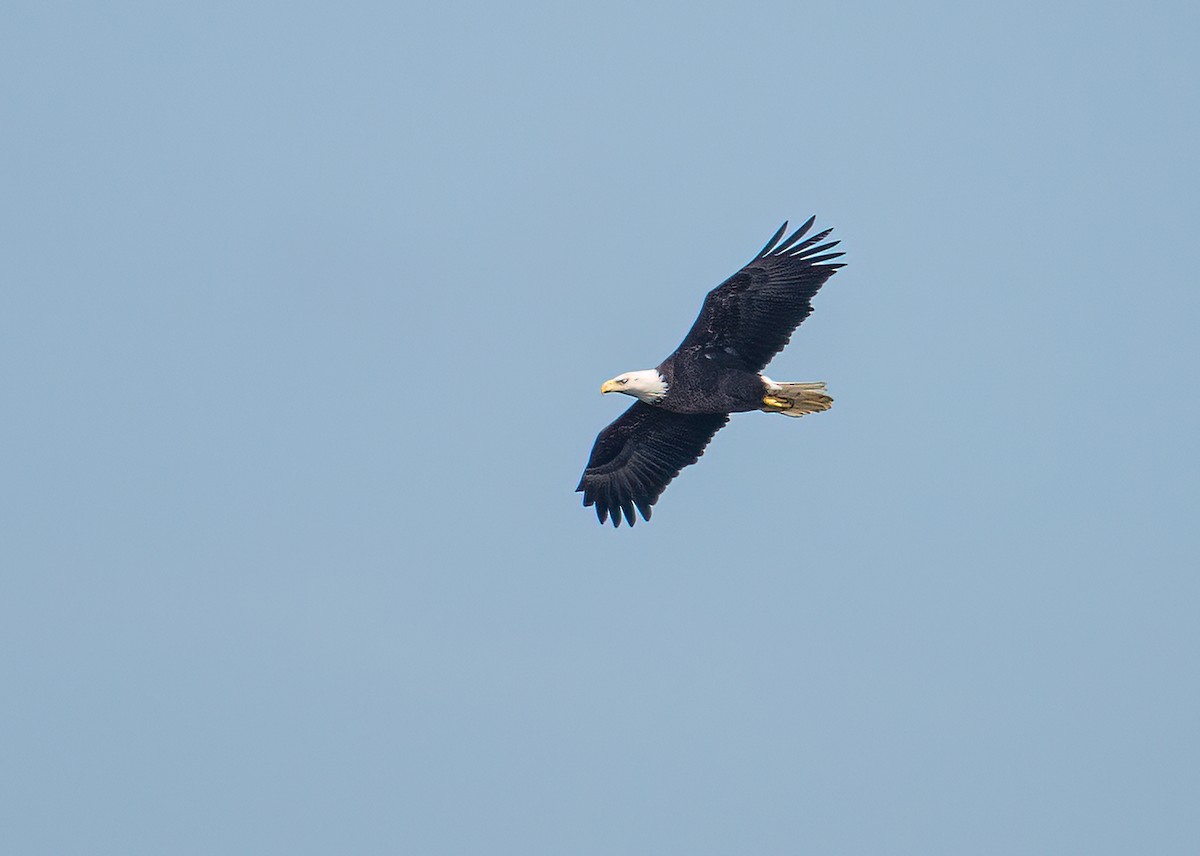 Bald Eagle - Nancy Smith