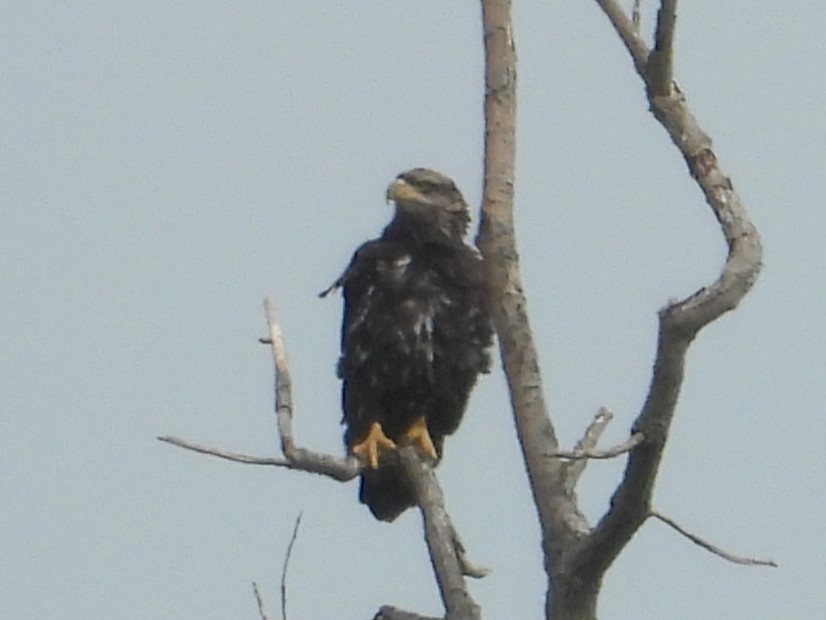 Weißkopf-Seeadler - ML486011391