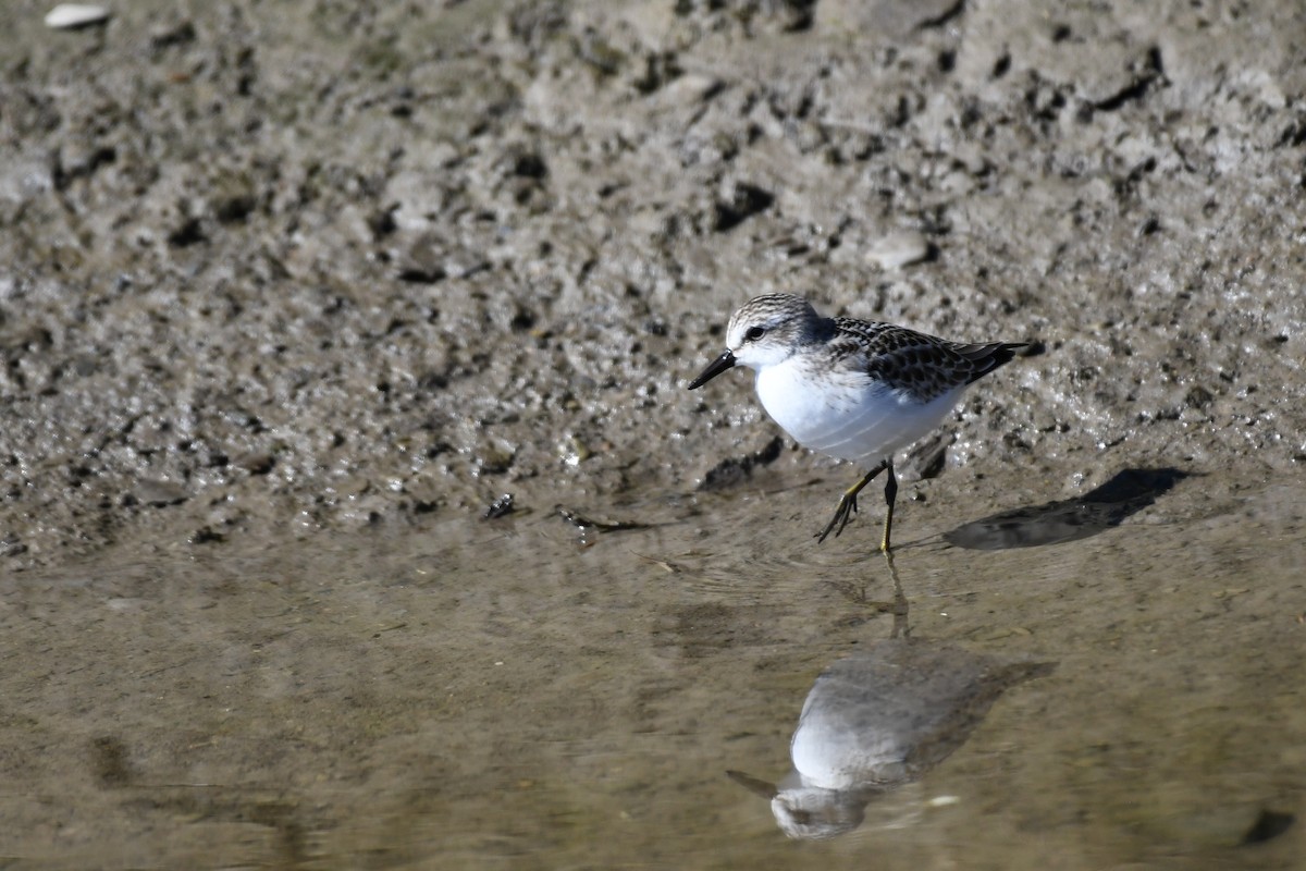 Bécasseau sanderling - ML486012271