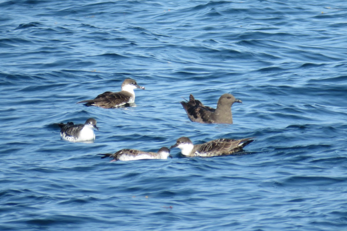 South Polar Skua - ML486012411