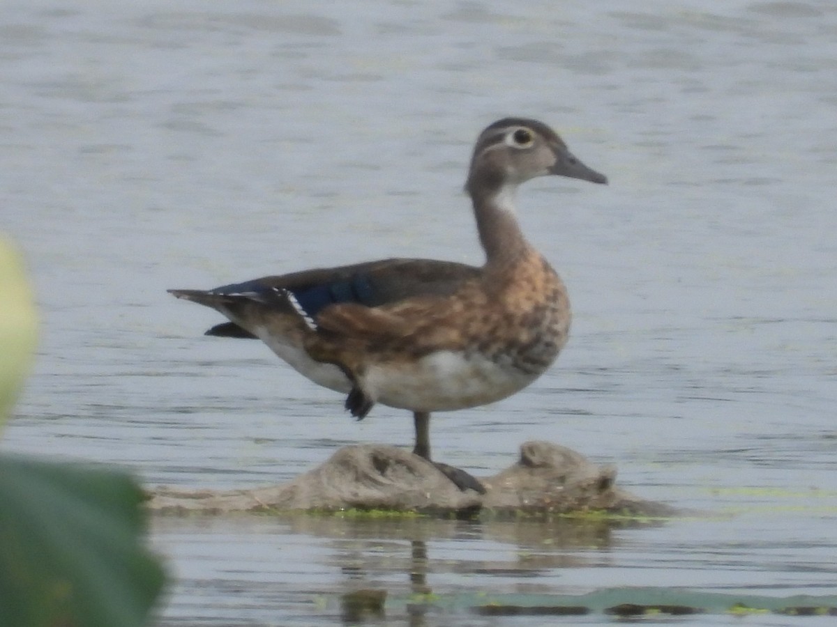 Wood Duck - ML486014511