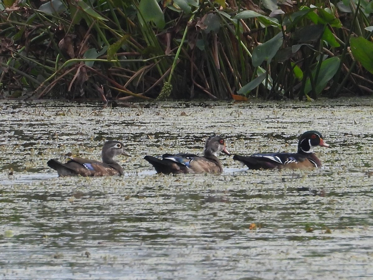 Wood Duck - ML486014521