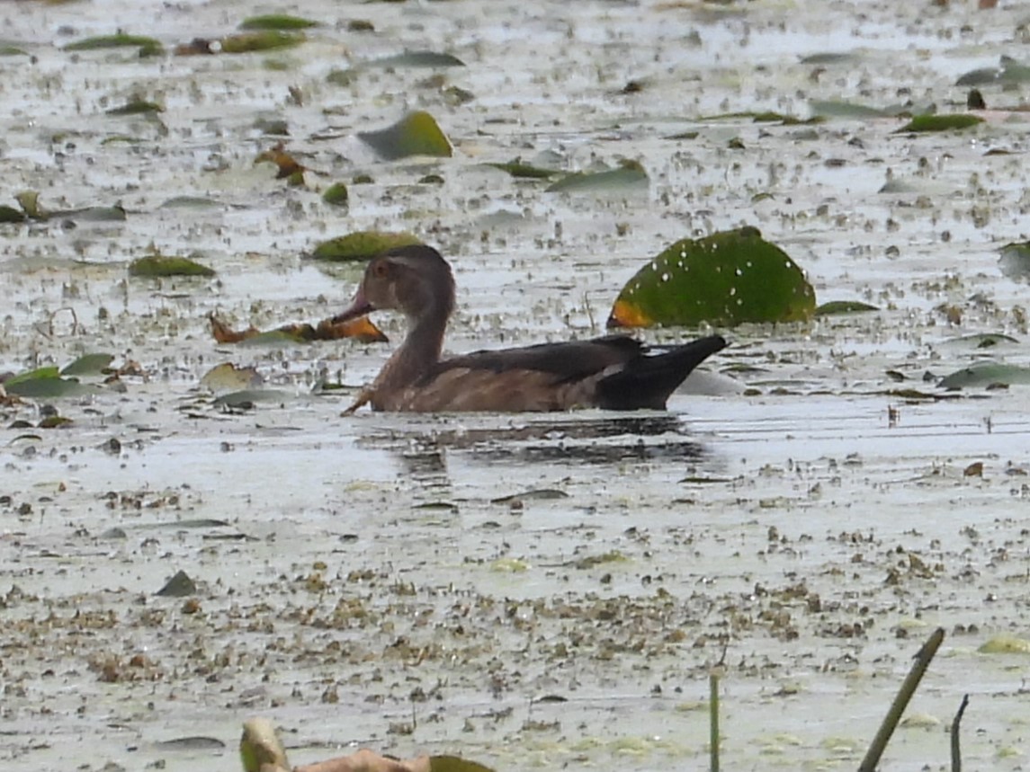 Wood Duck - ML486014531