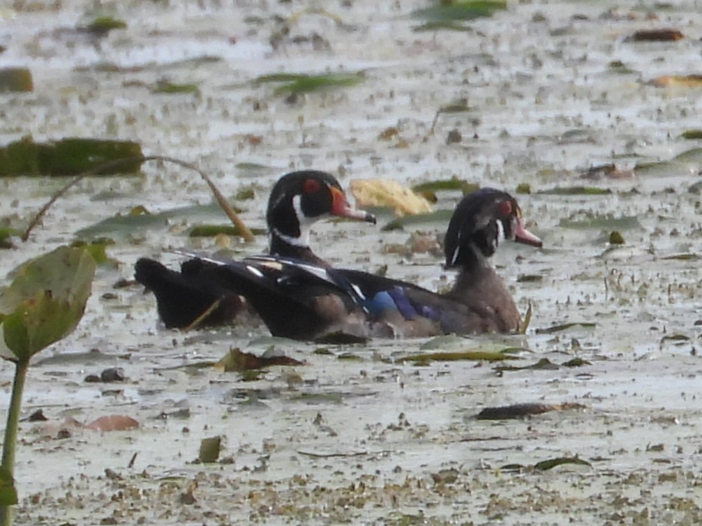 Wood Duck - ML486014541