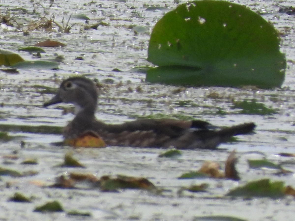 Wood Duck - ML486014551