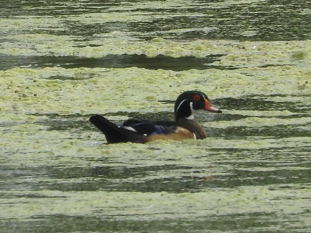 Wood Duck - ML486014561