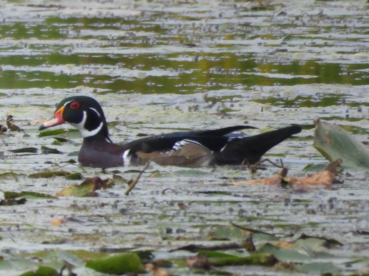 Wood Duck - ML486014571