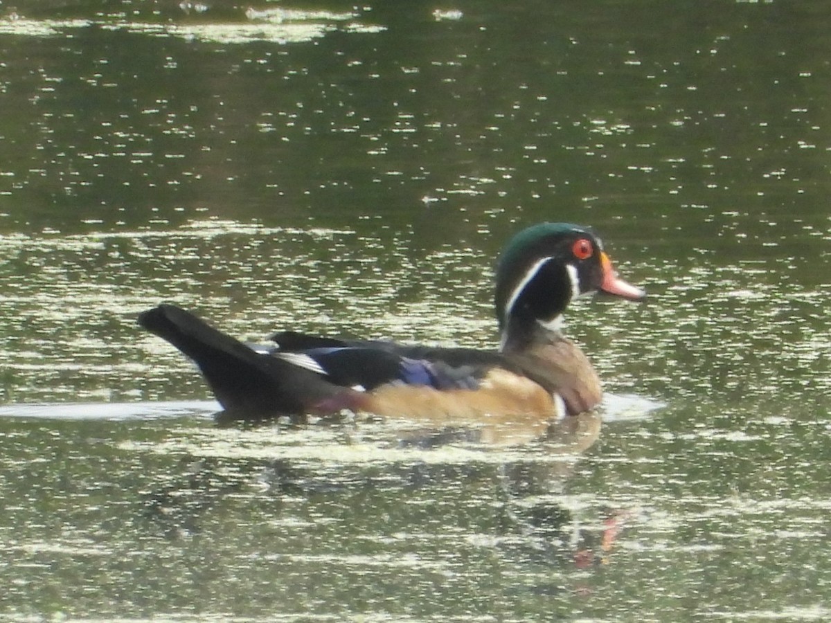 Wood Duck - ML486014581