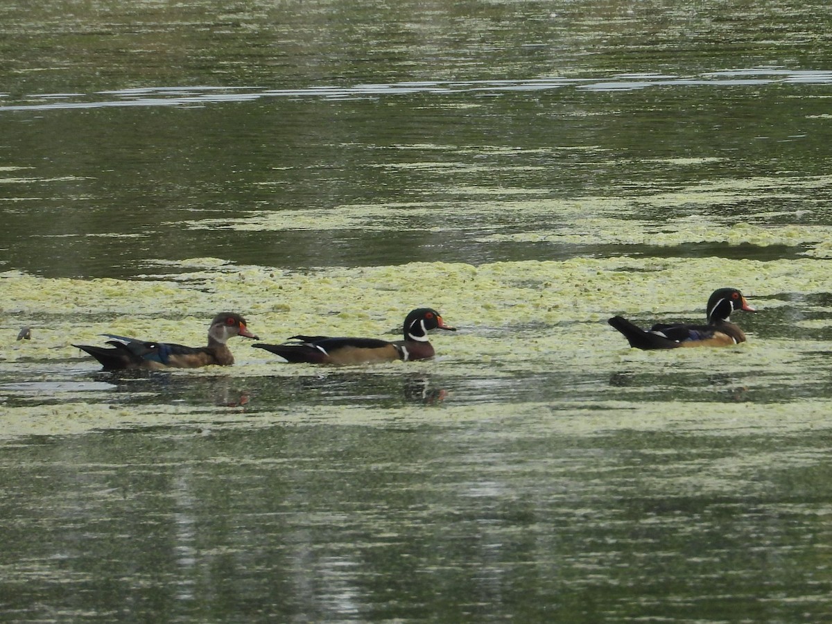 Wood Duck - ML486014591