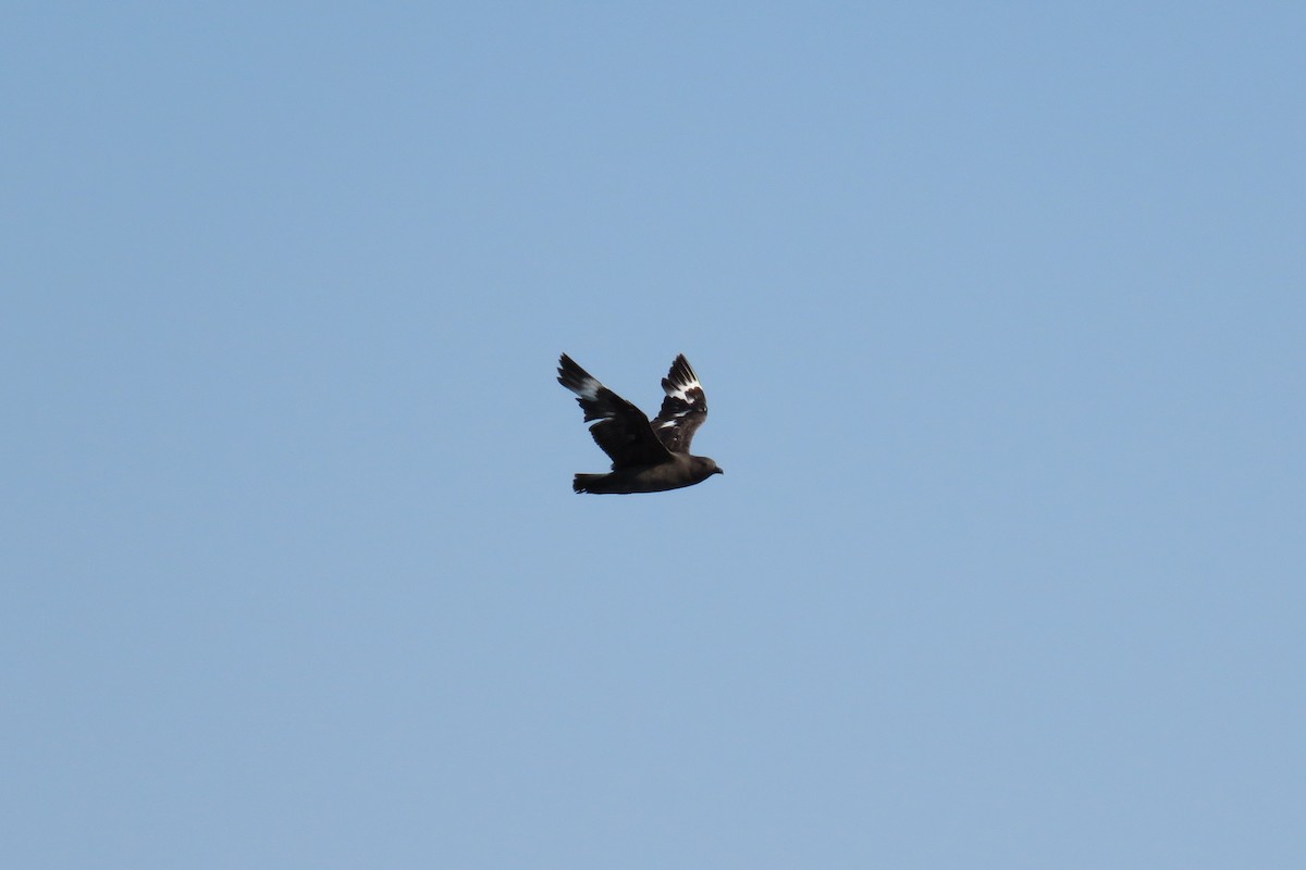 South Polar Skua - ML486014881