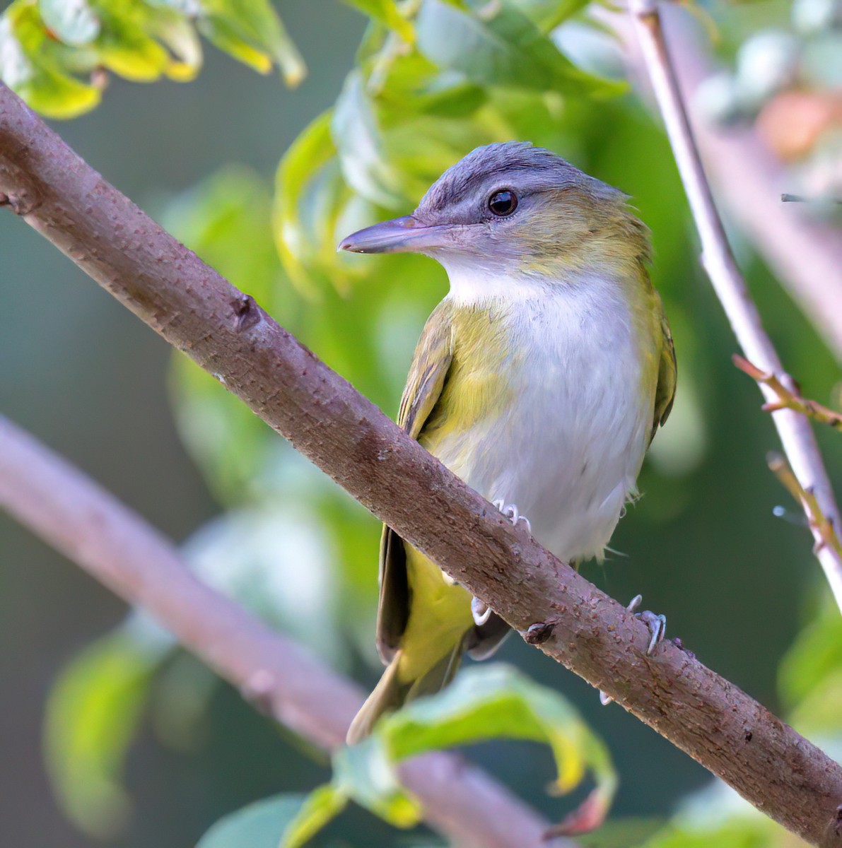 Sarı Böğürlü Vireo - ML486015161