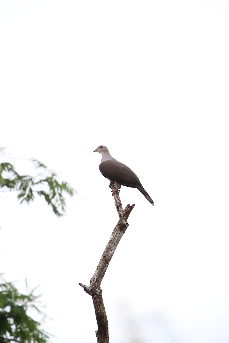 Malabar Imperial-Pigeon - Arun Singh: Andaman Bird Tour