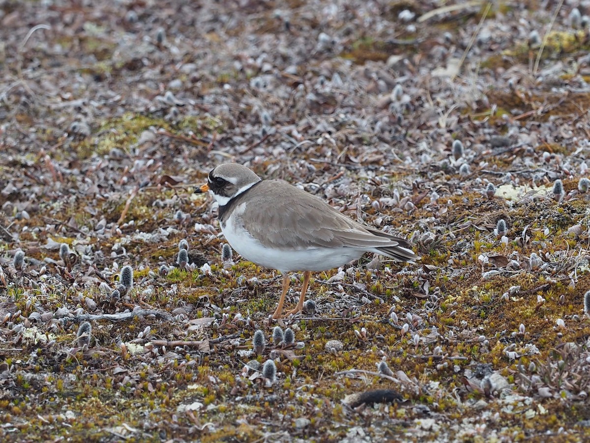 Common Ringed Plover - ML486018591