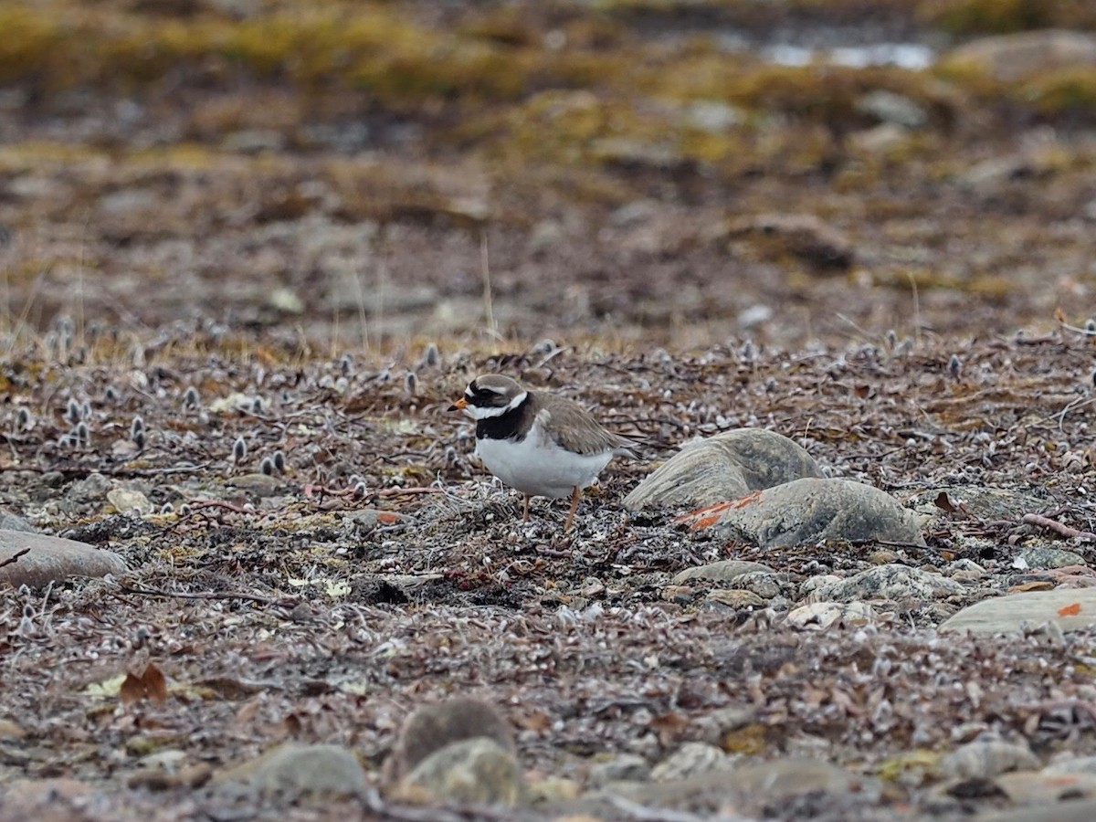 Common Ringed Plover - Thierry Grandmont