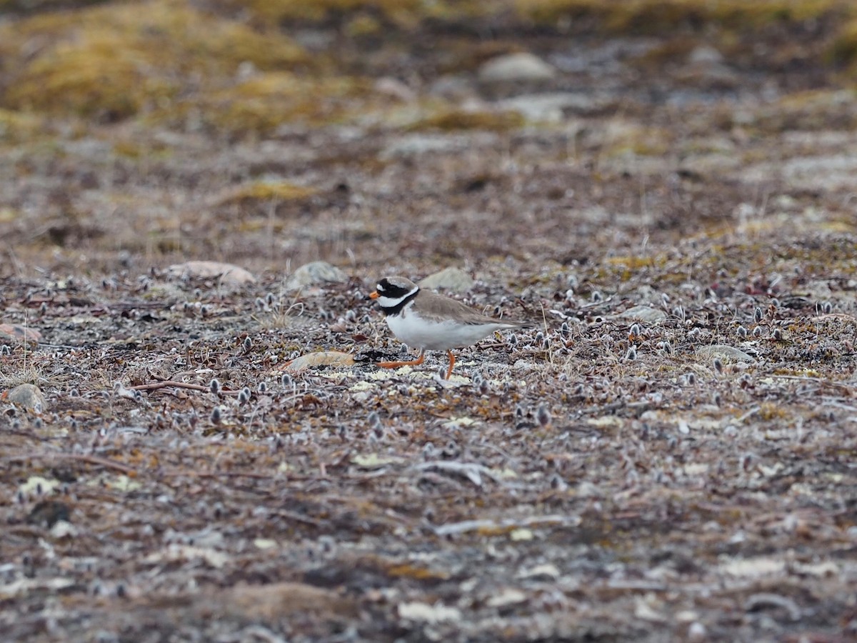 Common Ringed Plover - Thierry Grandmont