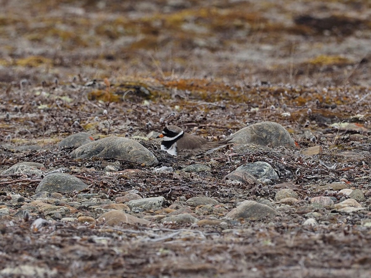 Common Ringed Plover - ML486018651