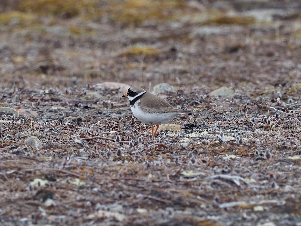 Common Ringed Plover - ML486018661