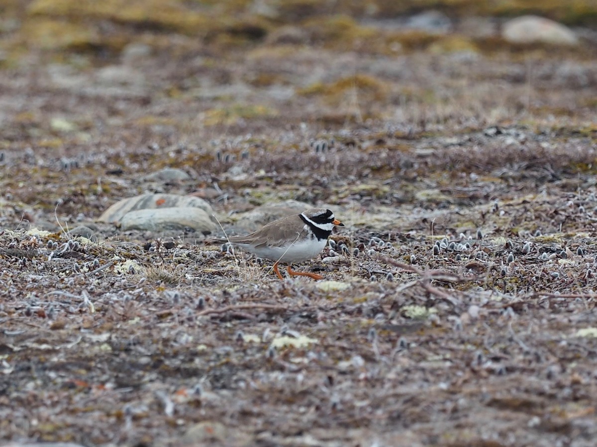 Common Ringed Plover - ML486018671
