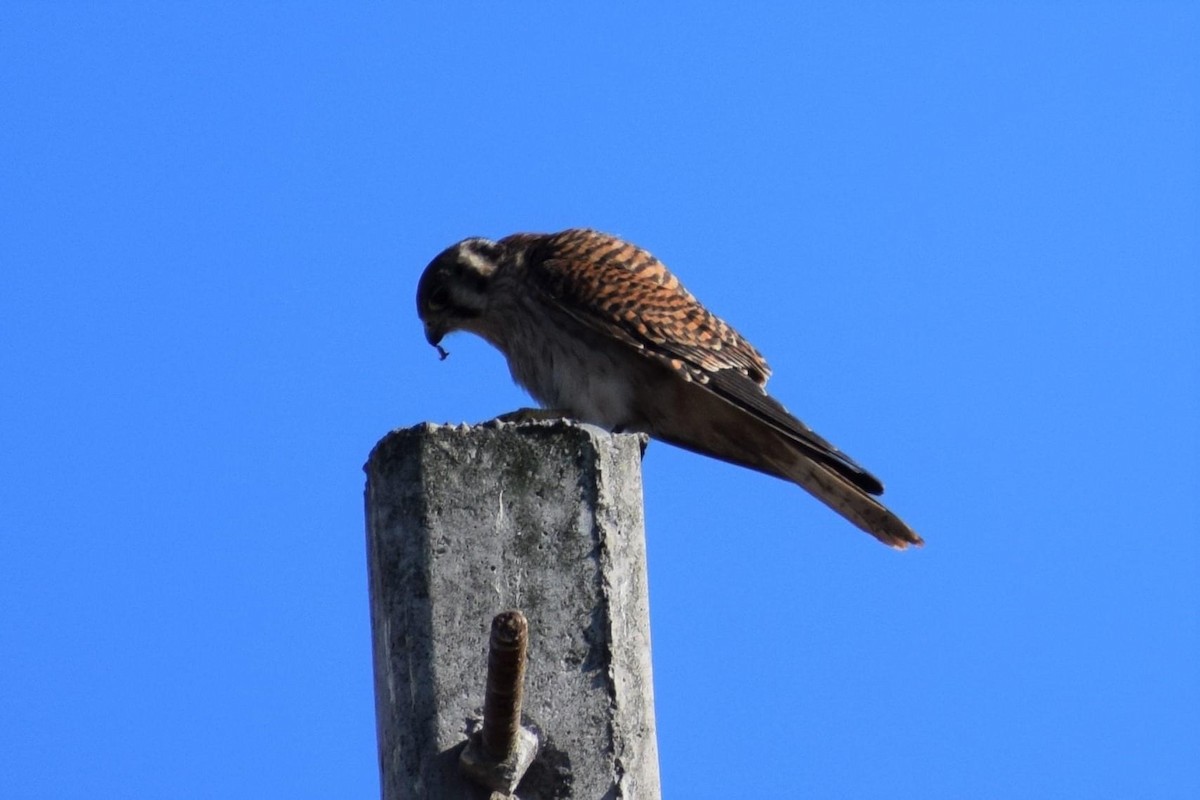 American Kestrel - ML486019331