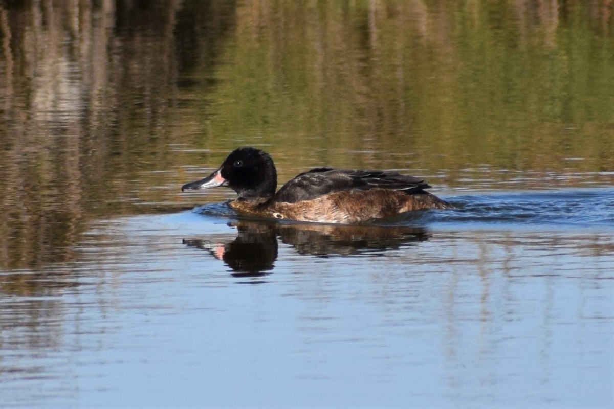 Black-headed Duck - ML486020041