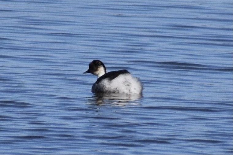 Silvery Grebe - ML486020151