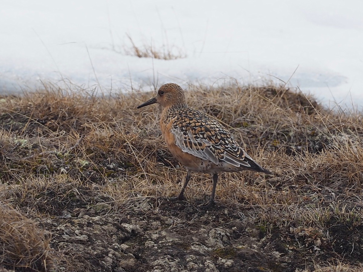 Red Knot - ML486021371