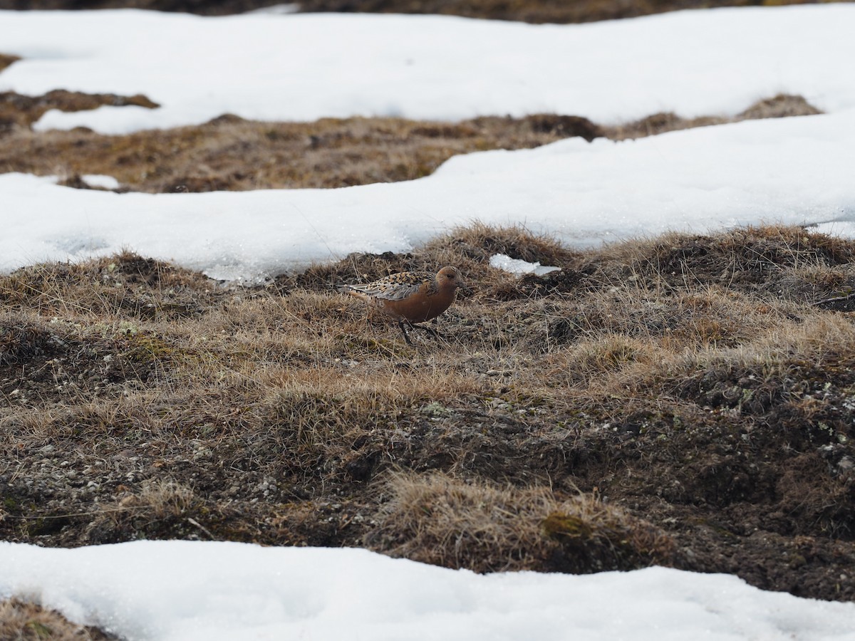 Red Knot - ML486021391