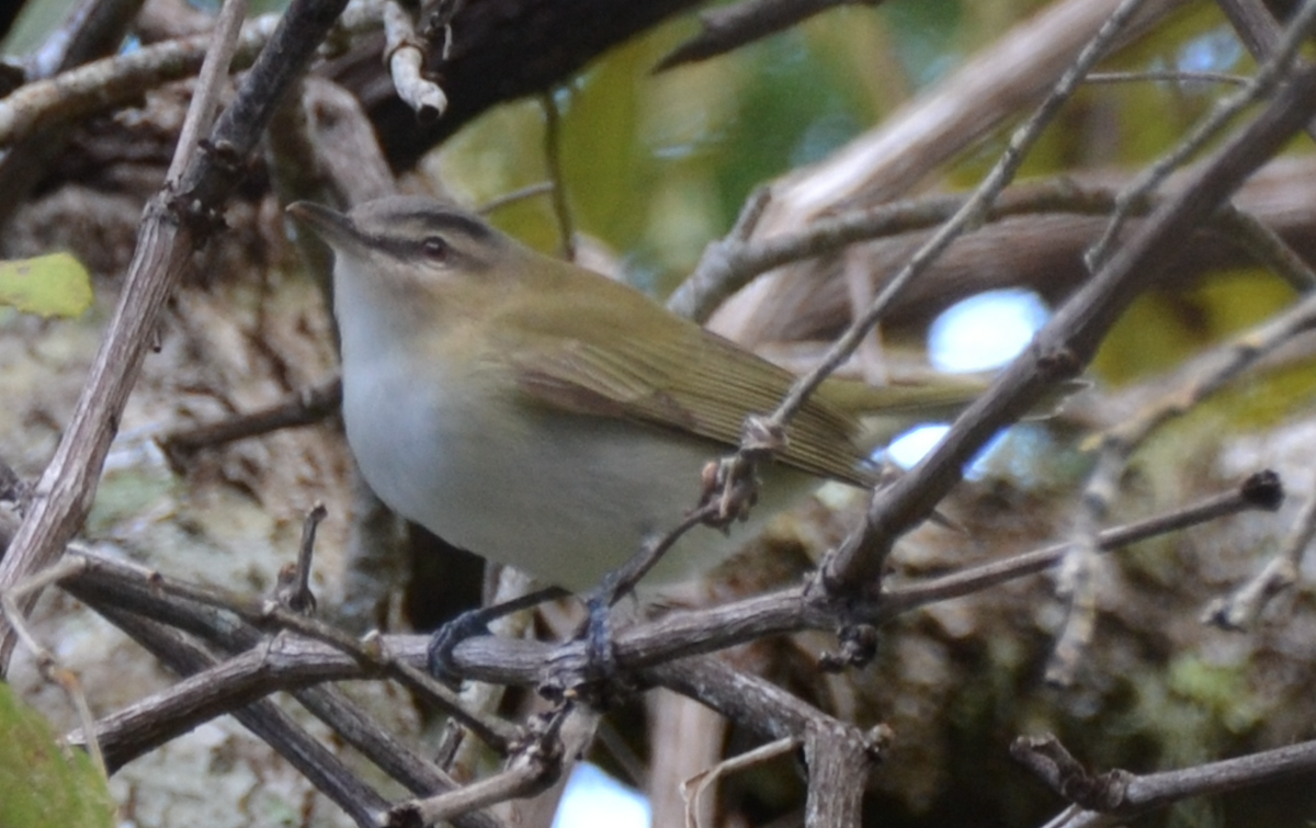 Red-eyed Vireo - Heather Buttonow