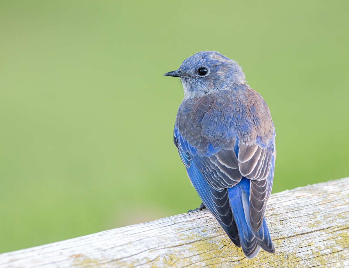 Western Bluebird - ML486022831