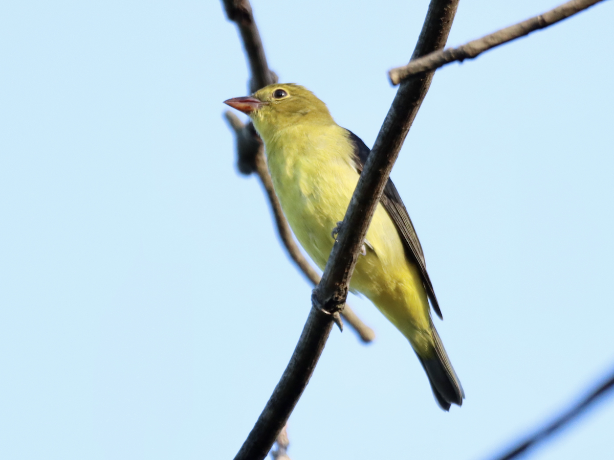 Scarlet Tanager - William Going