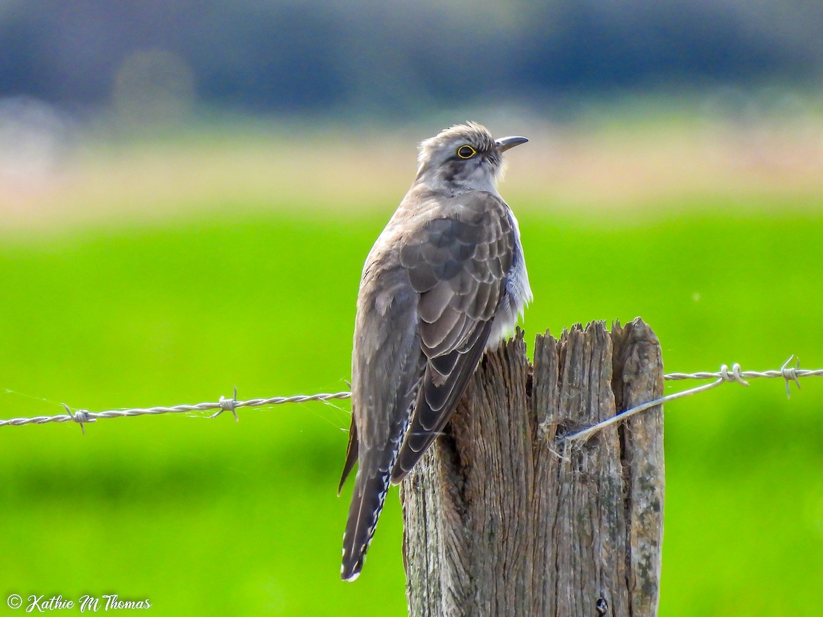 Pallid Cuckoo - Kathie Thomas