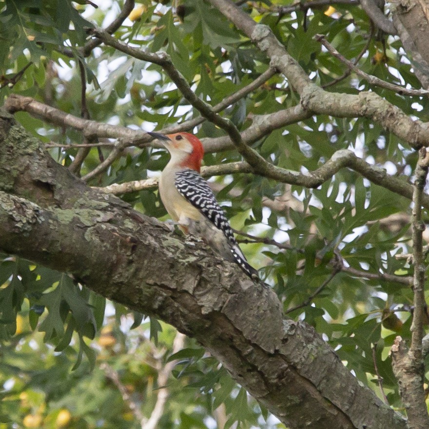 Red-bellied Woodpecker - Jim Tolbert