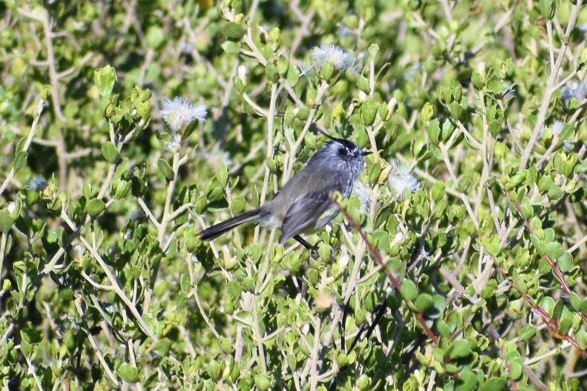 Tufted Tit-Tyrant - ML486029381