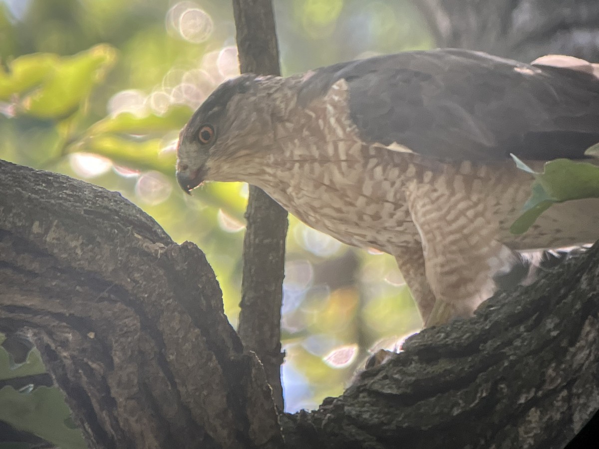 Cooper's Hawk - Sue Plankis