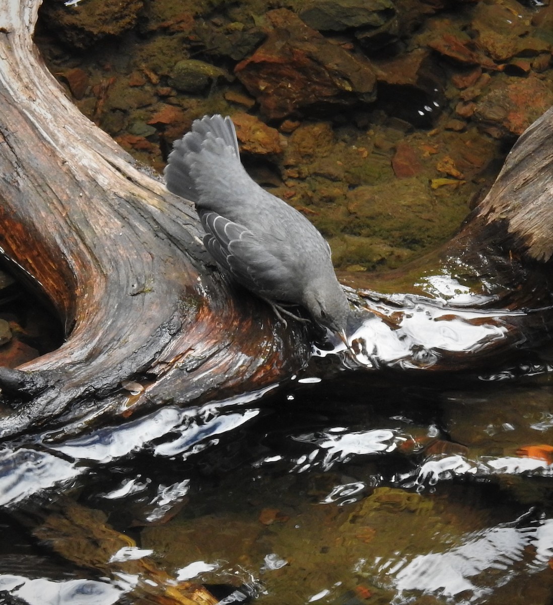 American Dipper - ML486031511