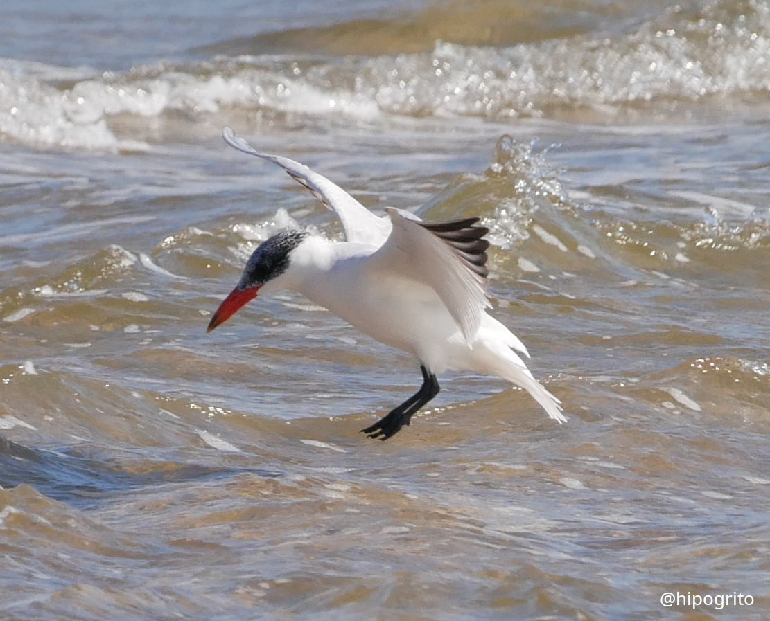 Caspian Tern - ML486031591